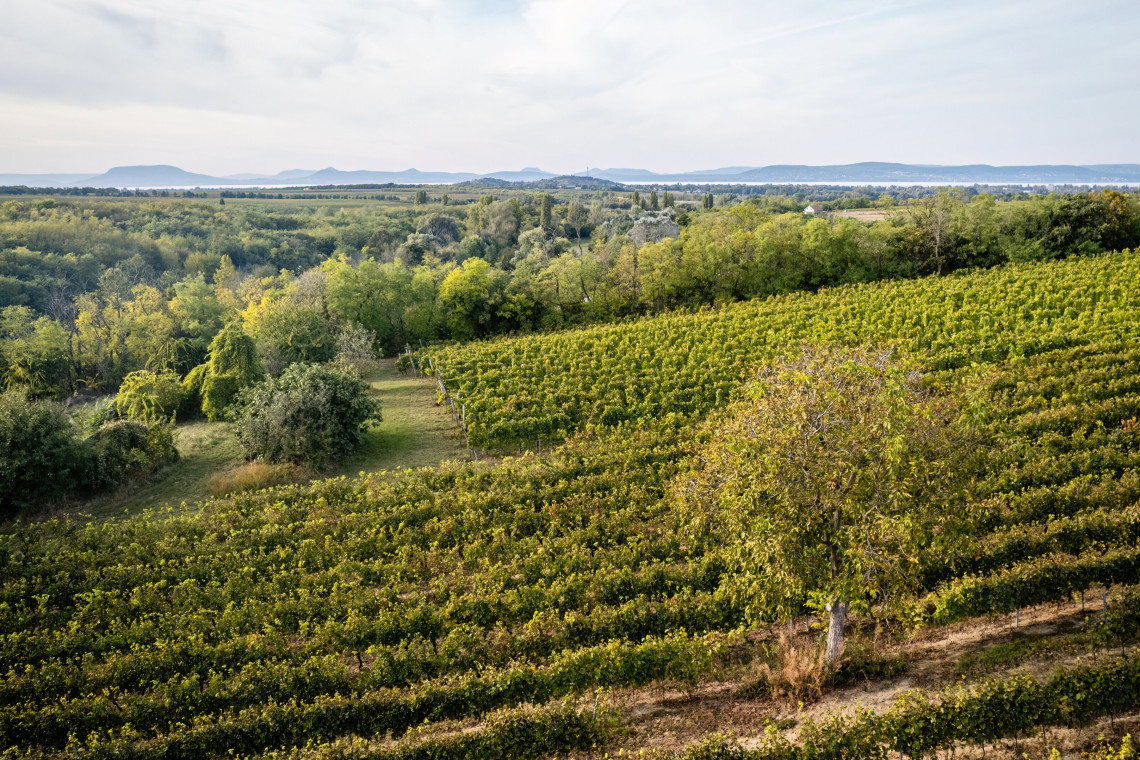 pocz_pincezet_kilatas